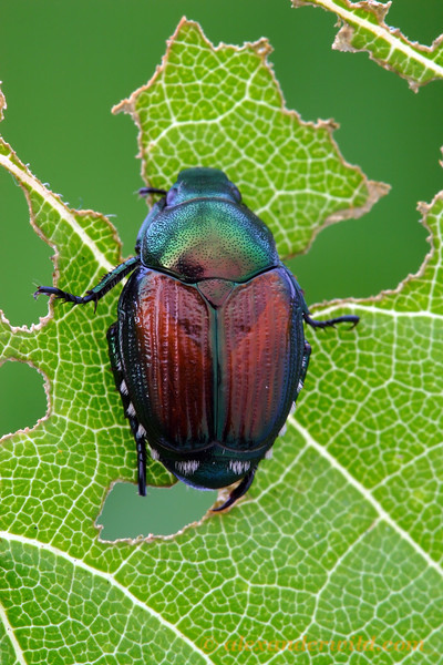 Theinot Beetle Vase